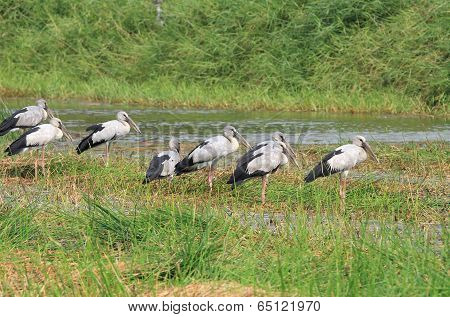 Crowd Of Asian Openbill Stork