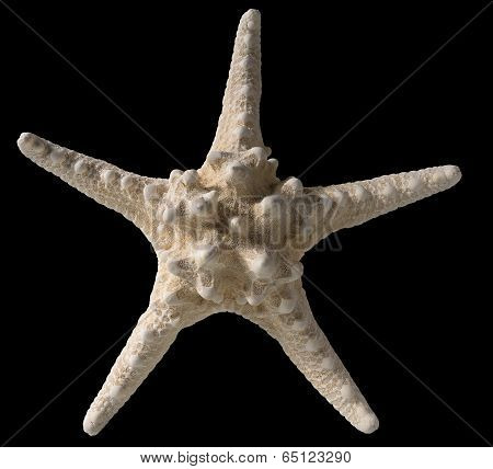 Starfish Isolated On Black Background