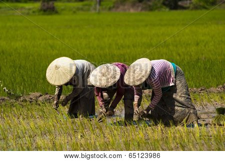 Rice Transplanting In Laos