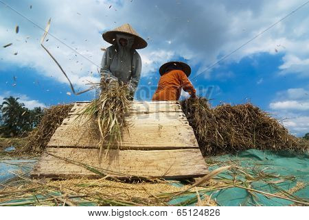 Rice Threshing In Bali, Indonesia
