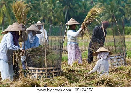 Rice Threshing In Bali, Indonesia