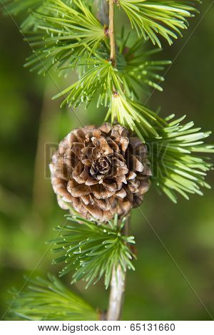 Branch Of Larch Tree With Cone