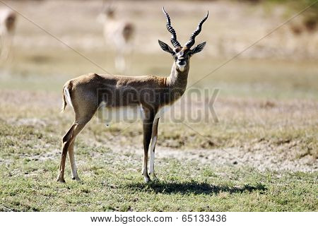 Blackbuck
