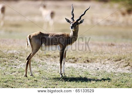 Blackbuck