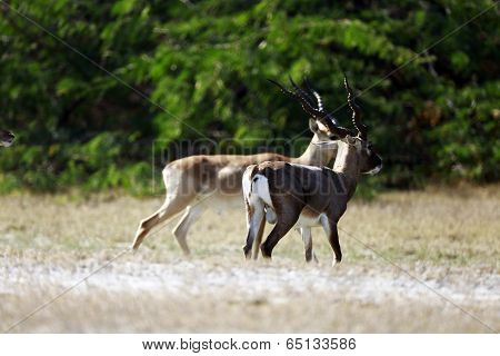 Blackbuck