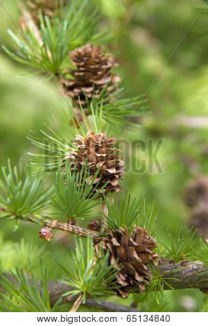 Branch Of Larch Tree With Cones