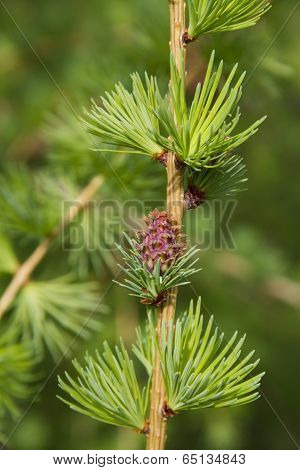 Branch Of Larch Tree With Cone