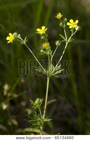 Ranunculus Acris