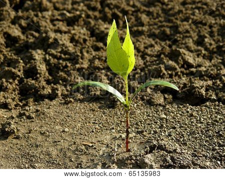small ash-tree seedling with first true leaves