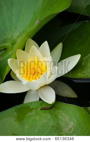 Water Lily's Bud In The Pond Among Freen Leaves