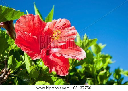 Beautiful View Of Red Hibiscus Flower