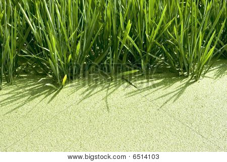 Rice crop