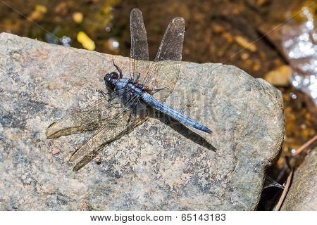 Dragonfly (blue Marsh Hawk)