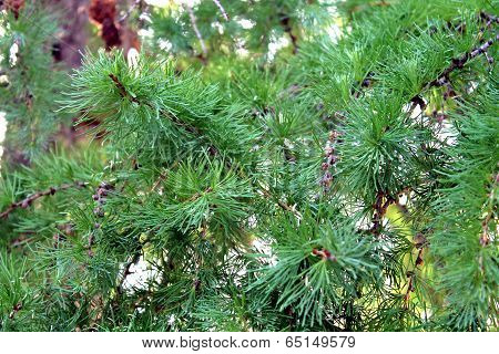 spruce branches