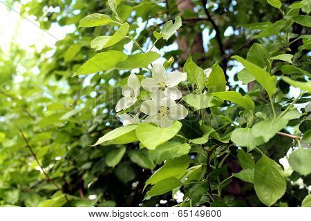 thrifty apple-tree