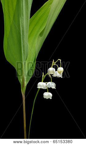 Flowers Of May Lily