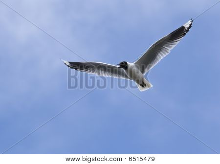 Anden gull