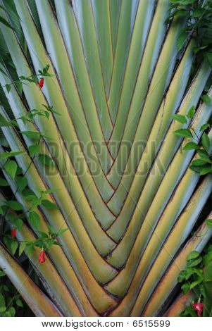 Palm-Muster