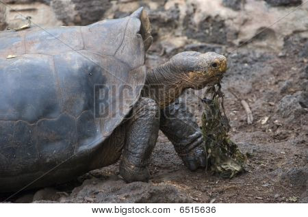 Schildkröte