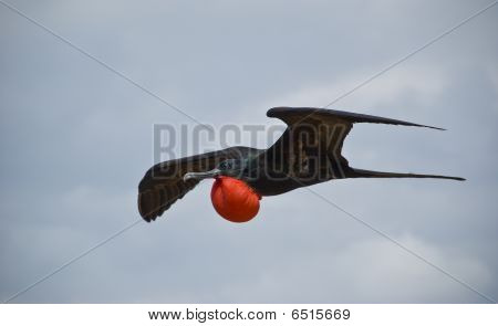 fliegender Fregattvögel