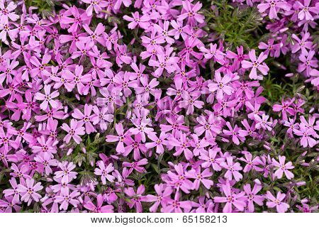 Aubrieta cultorum - pink or purple small flowers