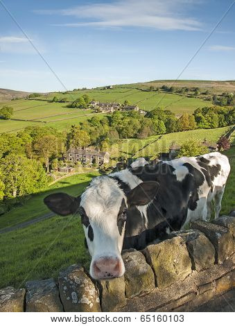 Dairy cows, Yorkshire