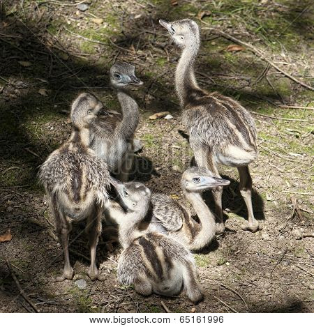 Emu (dromaius Novaehollandiae)