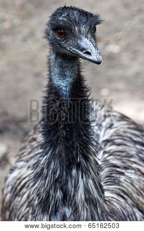 Ostrich