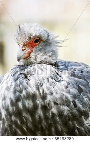 Southern Screamer (chauna Torquata)