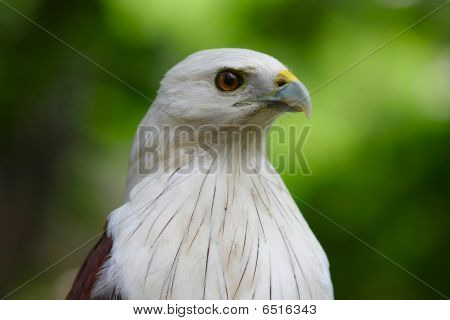 Aquila