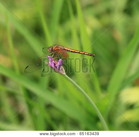 Dragonfly on the flower in garden