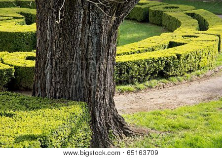 Spring Garden With Cut Bushes And Old Tree