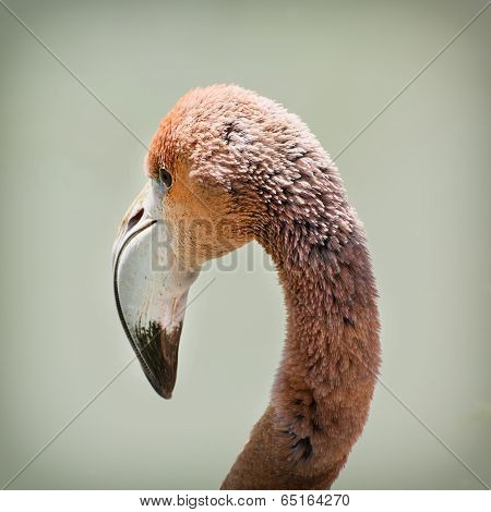 Detail Of A Greater Flamingo (phoenicopterus Ruber Roseus)