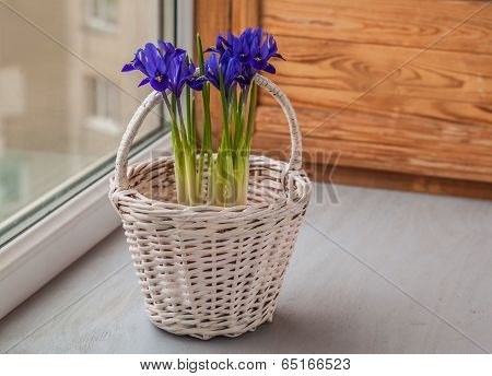 Irises In A Basket  On The Window