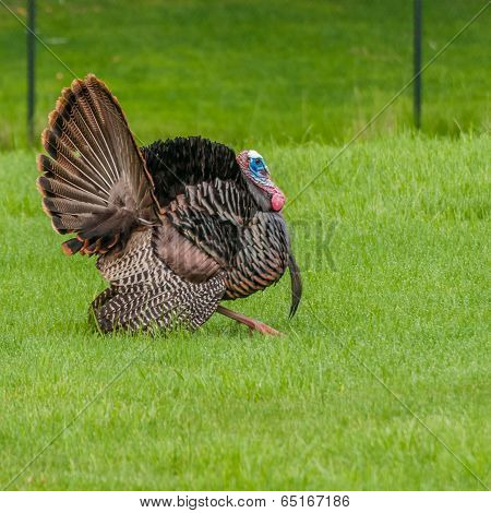 Wild Turkey (meleagris Gallopavo)