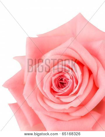 Coarl Pink Rose Close-up
