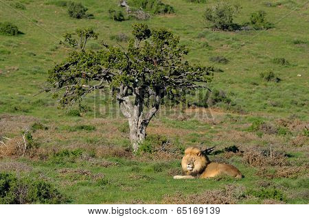 A Kalahari Lion, Panthera Leo, In The Addo Elephant National Park