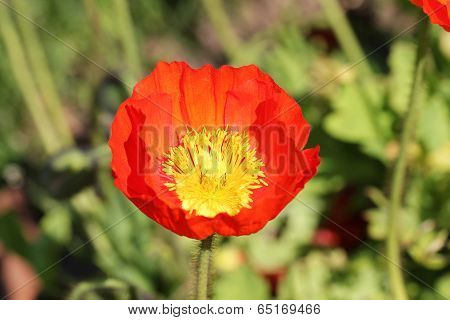 Papaver nudicaule