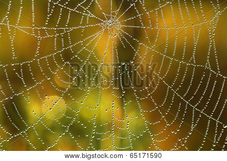 Background From A Web Shine In The Sun