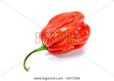 chilli