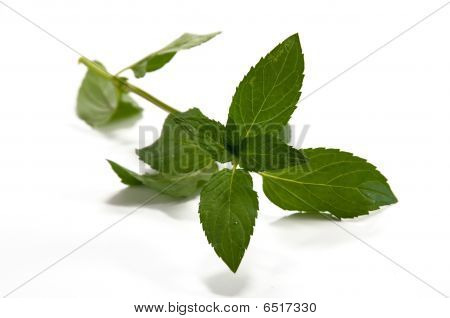 Piparminttu