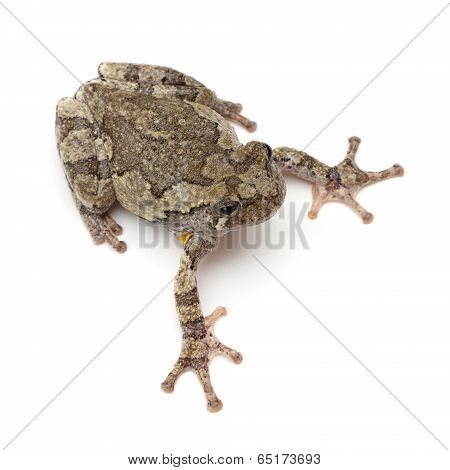 Treefrog