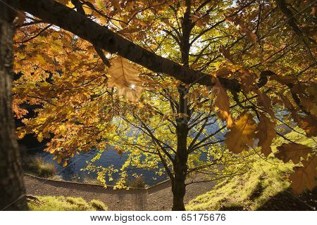 Autumn colors, looking through the trees.