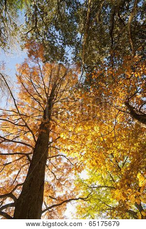 Autumn colors, looking through the backlit trees.