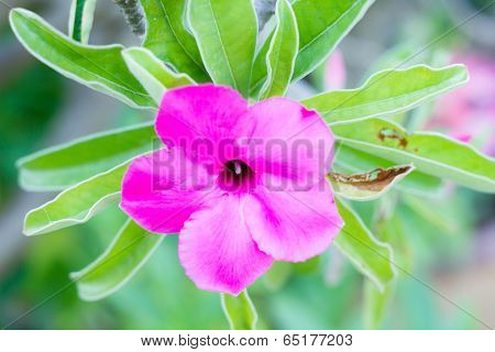 Adenium Obesum