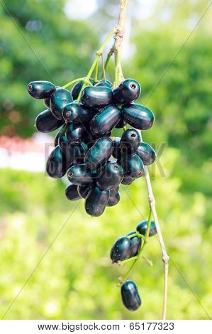 Jambolan Plum, Java Plum