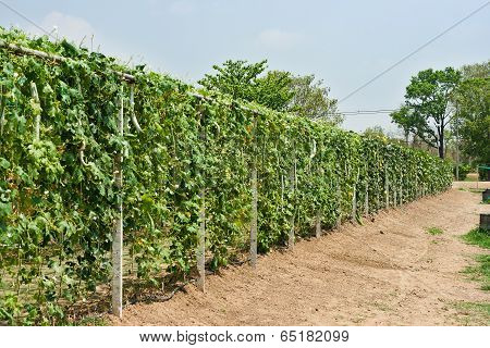 Greenhouse
