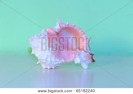 Pink Conch Shell