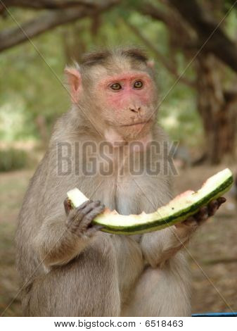 Monkey Lalbagh botanisk have, Indien