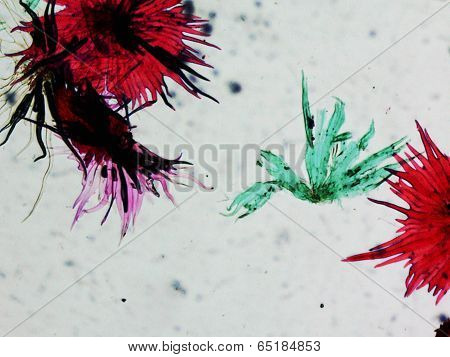 Apple Micrograph